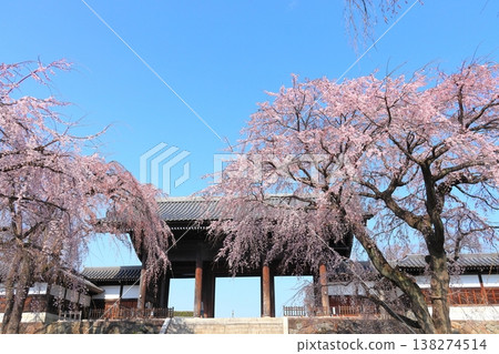 Weeping cherry tree at Togo-ji Temple in Fuchu City, Tokyo Weeping cherry tree at Togo-ji Temple in Fuchu City, Tokyo 138274514