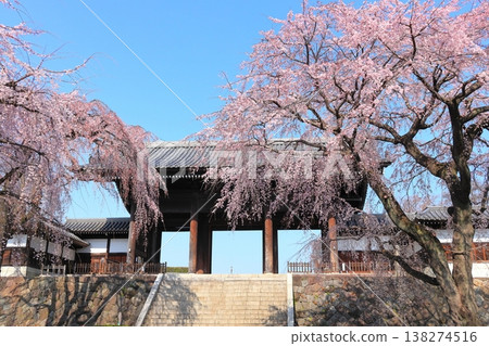Weeping cherry tree at Togo-ji Temple in Fuchu City, Tokyo Weeping cherry tree at Togo-ji Temple in Fuchu City, Tokyo 138274516