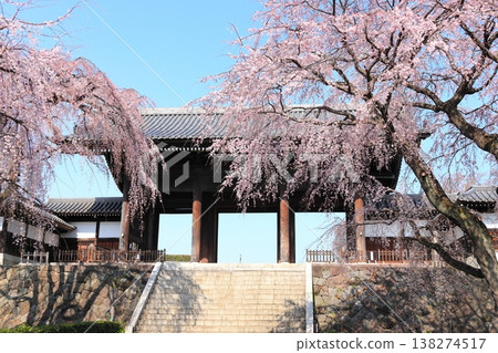 Weeping cherry tree at Togo-ji Temple in Fuchu City, Tokyo Weeping cherry tree at Togo-ji Temple in Fuchu City, Tokyo 138274517