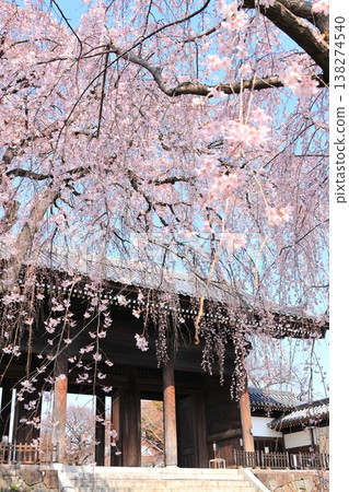 東京府中市東鄉寺的垂枝櫻花樹 東京府中市東鄉寺的垂枝櫻花樹 138274540