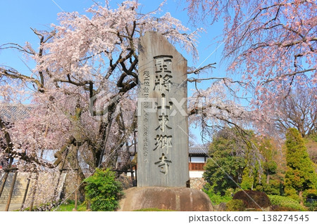 東京府中市東鄉寺的垂枝櫻花樹 東京府中市東鄉寺的垂枝櫻花樹 138274545