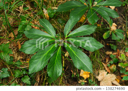 Green hellebore leaves in summer forest, wild alpine plant close-up Green hellebore leaves in summer forest, wild alpine plant close-up 138274690