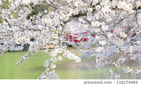 長野縣牙柳公園：櫻花盛開的美景。 138274969