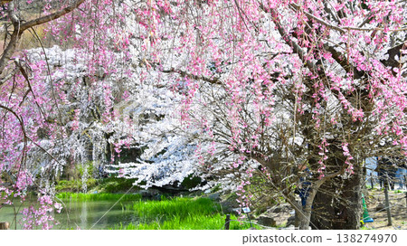 Nagano Prefecture Garyu Park: A beautiful scene of cherry blossoms in full bloom. 138274970