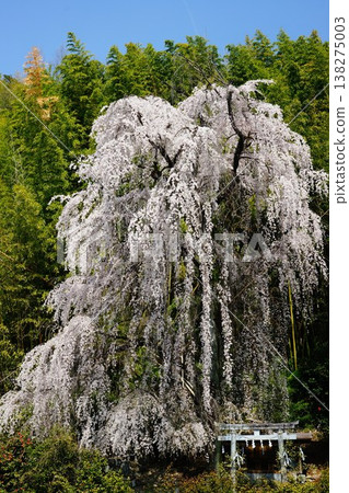 Weeping cherry tree at Hayashi-sato Wakamiya 138275003