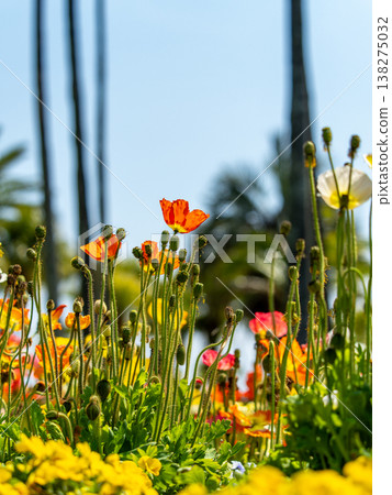 Poppies at Aoshima Botanic Garden Poppies at Aoshima Botanic Garden 138275032