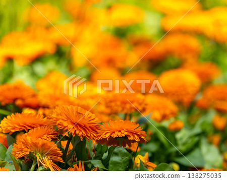 青島植物園裡的一簇金盞花 青島植物園裡的一簇金盞花 138275035