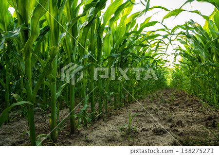 Growing cornfield showing green stalks and leaves in neat rows, fertile soil below, signifying agriculture, harvest, and sustainability 138275271
