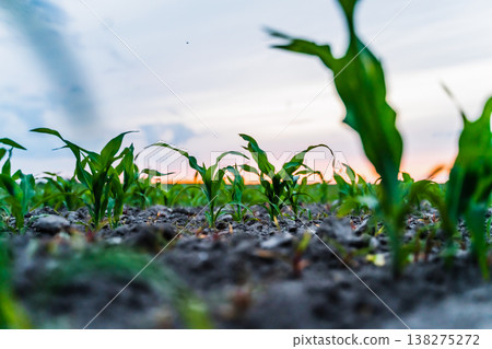 Young corn plants growing in rows across a fertile farm field, showing vigorous agricultural development under a vibrant sunset sky, symbolizing growth and food production Young corn plants growing in rows across a fertile farm field, showing vigorous agricultural development under a vibrant sunset sky, symbolizing growth and food production 138275272