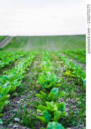 Green agricultural field with young sugar beet plants growing in neat rows, fertile soil nurturing new life and promising a bountiful harvest Green agricultural field with young sugar beet plants growing in neat rows, fertile soil nurturing new life and promising a bountiful harvest 138275273
