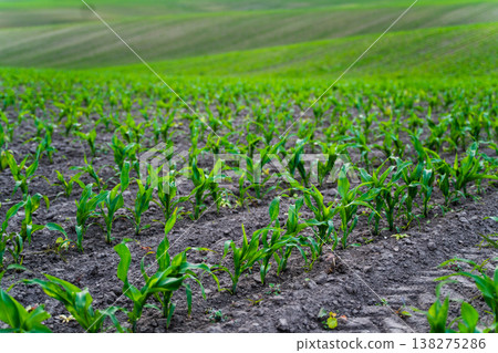 Young corn plants creating future crops, showing sustainable agriculture and thriving growth in an expanding green field with fertile soil and rolling hills in the background Young corn plants creating future crops, showing sustainable agriculture and thriving growth in an expanding green field with fertile soil and rolling hills in the background 138275286