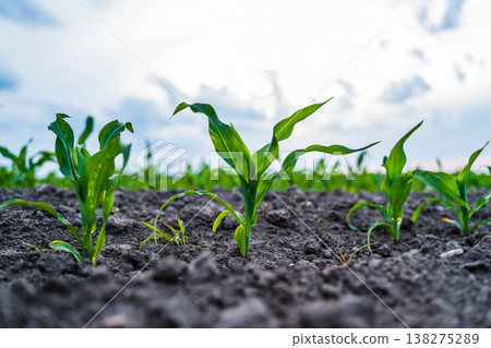 Young green corn plants growing in fertile dark soil, showing new life and agricultural productivity, cultivating healthy food and sustainable farming practices under a hopeful sky Young green corn plants growing in fertile dark soil, showing new life and agricultural productivity, cultivating healthy food and sustainable farming practices under a hopeful sky 138275289