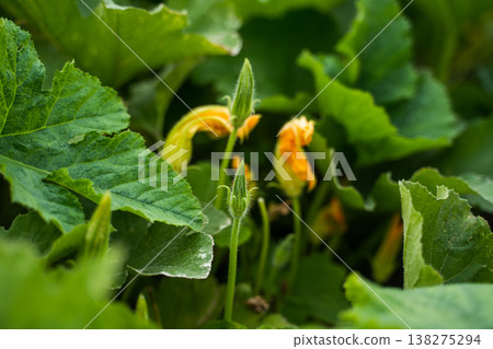 Zucchini plant growing in an organic vegetable garden with lush green leaves, bright yellow blossoms, and developing flower buds promising a bountiful harvest Zucchini plant growing in an organic vegetable garden with lush green leaves, bright yellow blossoms, and developing flower buds promising a bountiful harvest 138275294