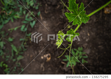 Pumpkin plant growing in fertile black soil, showing young leaves and an emerging spiral tendril, symbolizing new beginnings, growth, and sustainable organic agriculture in a garden Pumpkin plant growing in fertile black soil, showing young leaves and an emerging spiral tendril, symbolizing new beginnings, growth, and sustainable organic agriculture in a garden 138275295