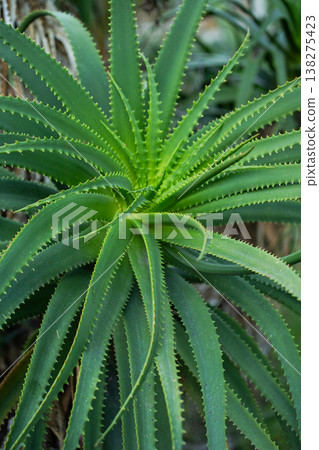 Aloe vera plant growing fresh green succulent leaves with jagged thorny edges, symbolizing natural health, wellness, and botanical medicine Aloe vera plant growing fresh green succulent leaves with jagged thorny edges, symbolizing natural health, wellness, and botanical medicine 138275423