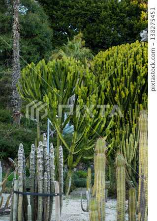 Lush succulents and vibrant euphorbia growing in a Mediterranean garden, showcasing diverse desert plants thriving in a beautiful botanical park environment 138275451
