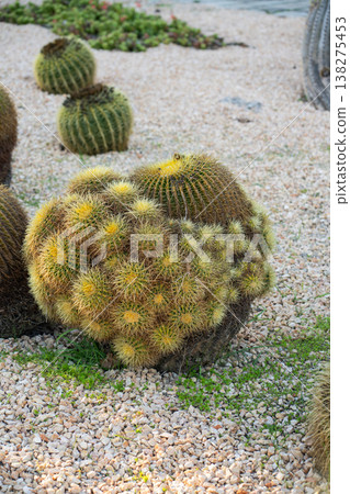 Golden barrel cactus (Echinocactus grusonii) cluster growing in a desert botanical garden among small white pebbles, showcasing its resilience and adaptations to arid environments 138275453