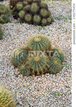 Golden barrel cacti in a xeriscape garden, their spherical forms and dense spines thriving among gravel and pebbles in a low-water, drought-tolerant landscape 138275454