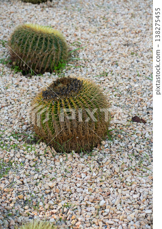 Golden barrel cacti, Echinocactus grusonii, growing in a xeriscape gravel garden, showcasing drought-tolerant succulents thriving in a natural desert-inspired landscape 138275455