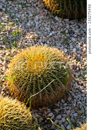 Golden barrel cactus (Echinocactus grusonii) showing its distinctive round shape and long, yellow spines, growing in a gravel garden under direct sunlight 138275456