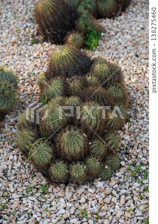 Cluster of green cacti thriving in a dry outdoor garden, displaying sharp spikes and round succulent plant bodies on a bed of light-colored gravel Cluster of green cacti thriving in a dry outdoor garden, displaying sharp spikes and round succulent plant bodies on a bed of light-colored gravel 138275460