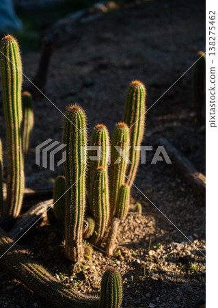 Cactus plants thriving in a dry desert garden, showcasing natural beauty and resilience under warm sunlight, creating a serene and arid landscape 138275462