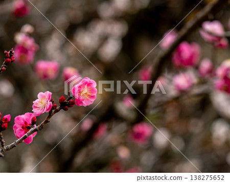 Close-up of red plum 138275652