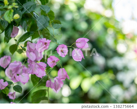 Pink bougainvillea (Aoshima) 138275664