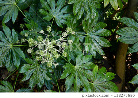 紙花 紙花 138275680