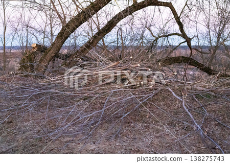Trimmed tree branches lie on the ground in an old garden. Trimmed tree branches lie on the ground in an old garden. 138275743