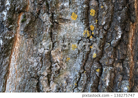 Birch bark texture with deep vertical cracks and patches of gray lichen Birch bark texture with deep vertical cracks and patches of gray lichen 138275747