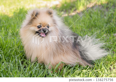 A cute Pomeranian dog is walking on the green grass A cute Pomeranian dog is walking on the green grass 138275756