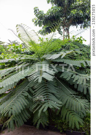 green leaves in jungle 138275855