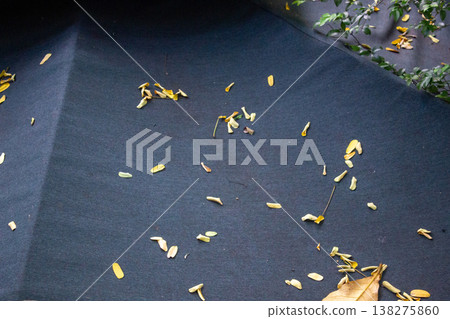 flowers on the ground 138275860