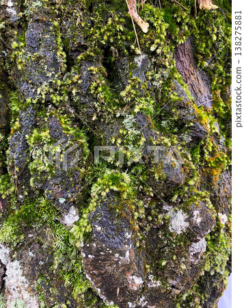green moss on stone 138275881