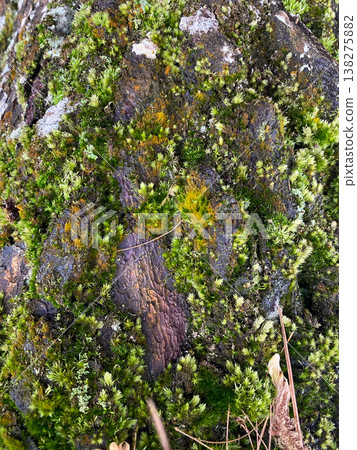 tree bark texture in forest tree bark texture in forest 138275882