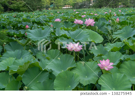 東京不忍池的蓮花 東京不忍池的蓮花 138275945
