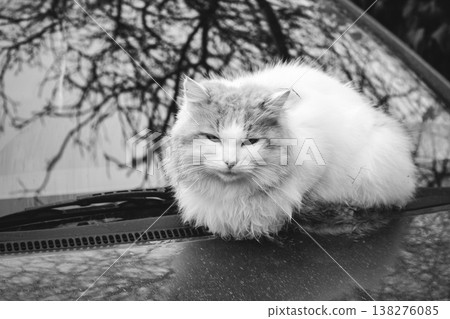 Cat sitting on a car bumper, black and white. Cute fluffy kitty on car, monochrome. Adorable kitten looking at camera, outdoor. Stray cat portrait. Homeless animal in downtown. Cat with cute muzzle 138276085