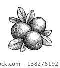 Cranberry with leaves. Engraving illustration. 138276192