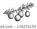 Ink sketch of a cranberry sprig 138276193
