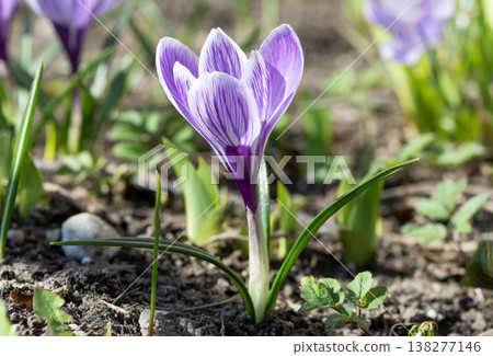 Purple Crocus in Spring Garden Highlighting Natural Freshness Purple Crocus in Spring Garden Highlighting Natural Freshness 138277146