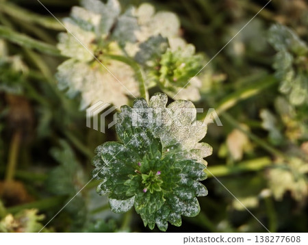 Powdery mildew on Lamium amplexicaule - white, powdery fungus - close-up photograph Powdery mildew on Lamium amplexicaule - white, powdery fungus - close-up photograph 138277608