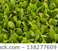 Bok choy seedlings, seedling tray sprouts, spring agricultural photos 138277609