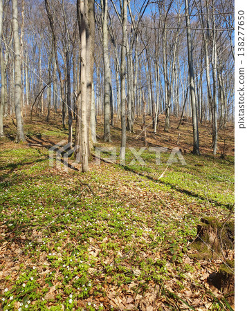Spring forest with tall slender trees, through which sunlight shines. The ground is covered with young greenery and white forest flowers, creating an atmosphere of peace and harmony with nature Spring forest with tall slender trees, through which sunlight shines. The ground is covered with young greenery and white forest flowers, creating an atmosphere of peace and harmony with nature 138277650