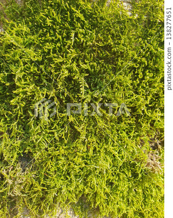 Bright close-up of green moss covering a surface, creating a feeling of freshness and natural harmony. For background images, environmental themes, design and nature concepts Bright close-up of green moss covering a surface, creating a feeling of freshness and natural harmony. For background images, environmental themes, design and nature concepts 138277651