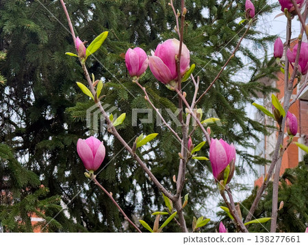 Wide view of magnolia tree covered with pink flowers against blue sky. Seasonal flowering display, botanical diversity, outdoor photography theme, spring vegetation and urban park scenery. 138277661