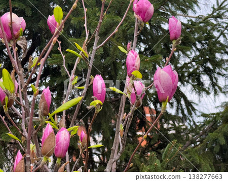 Magnolia tree full of pink blossoms spreading wide branches in urban garden. Abundant flowering, seasonal landscaping, residential greenery, decorative horticulture and springtime city environment 138277663