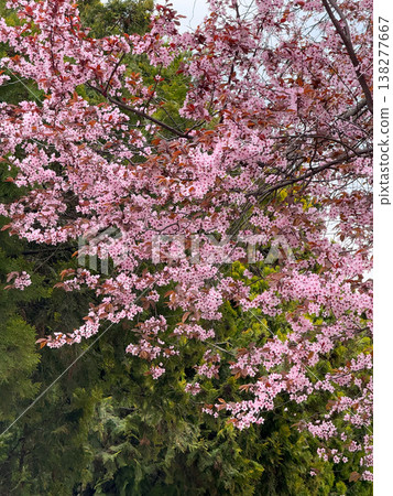 Magnolia tree filled with blooming flowers and branching structure in sunlight. Floral abundance, residential landscaping, ornamental horticulture, seasonal vegetation and urban garden design Magnolia tree filled with blooming flowers and branching structure in sunlight. Floral abundance, residential landscaping, ornamental horticulture, seasonal vegetation and urban garden design 138277667