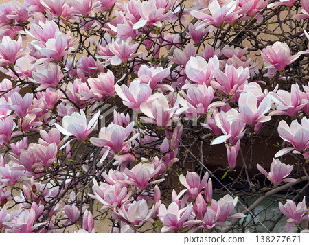 Pink magnolia flowers. Floral isolation, botanical detail, residential garden setting, seasonal bloom and natural light composition Pink magnolia flowers. Floral isolation, botanical detail, residential garden setting, seasonal bloom and natural light composition 138277671