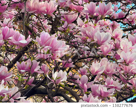 Wide view of magnolia tree covered with pink flowers against blue sky. Seasonal flowering display, botanical diversity, outdoor photography theme, spring vegetation and urban park scenery. Wide view of magnolia tree covered with pink flowers against blue sky. Seasonal flowering display, botanical diversity, outdoor photography theme, spring vegetation and urban park scenery. 138277676